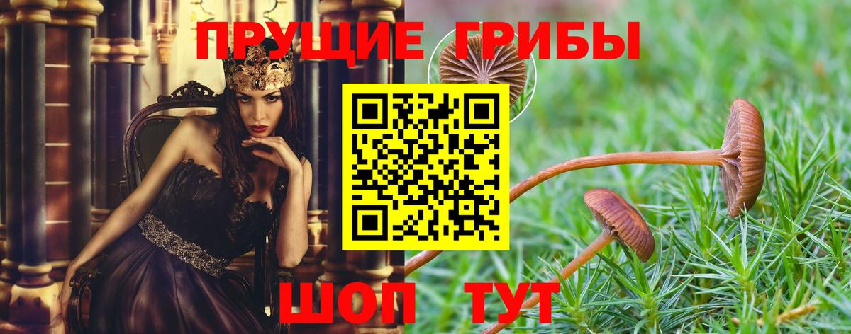Псилоцибиновые грибы Cubensis  Вход с VPN  Красный Сулин 